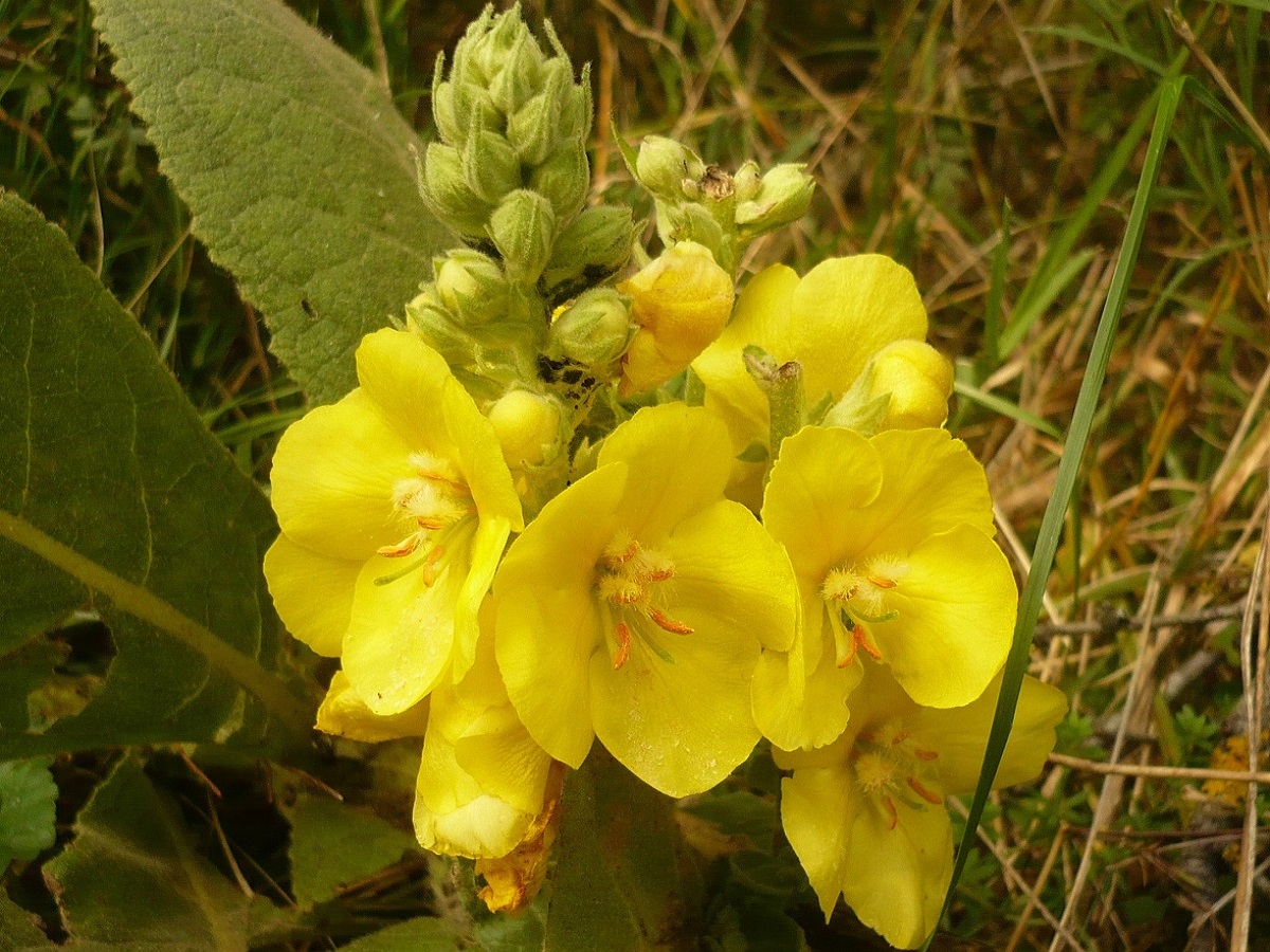 Verbascum densiflorum (Scrophulariaceae)